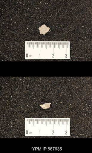 Rhipidomella hybrida