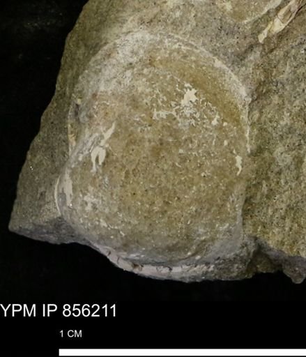 Limopsis striatopunctatus