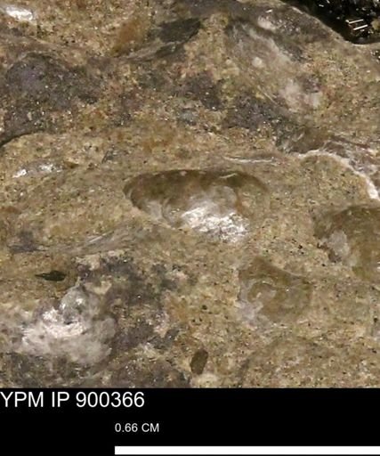 Anomia gryphorhyncha