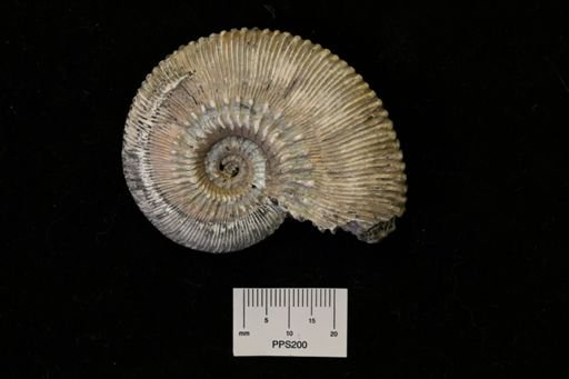 undet. Ammonoidea