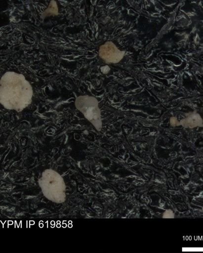 undet. Heterohelicidae