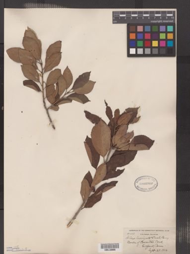 Ilex laevigata