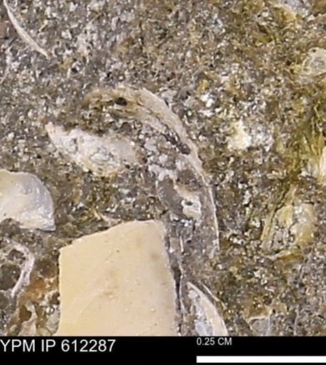 undet. Bivalvia