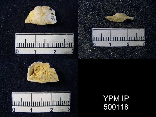 Chonetina flemingi
