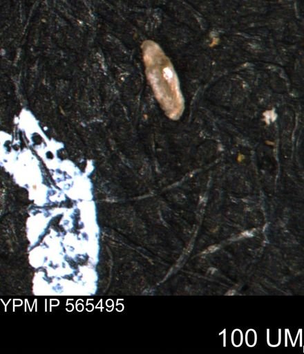 Miliammina manitobensis