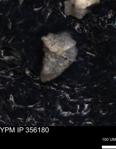 undet. Foraminiferida