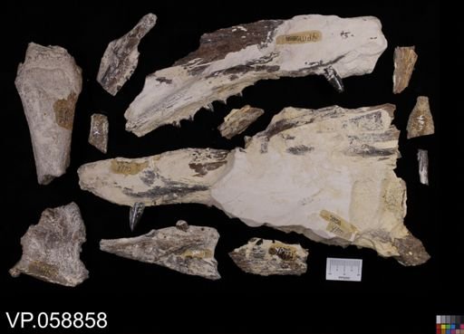 Protosphyraena sp.