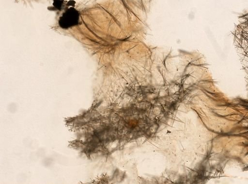 Niphates erecta