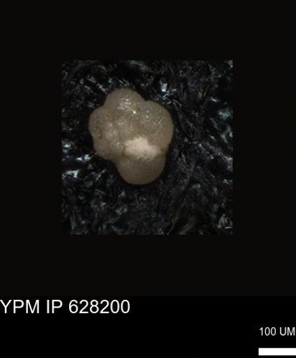 undet. Foraminiferida