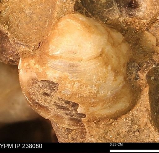 Protocardia subquadrata