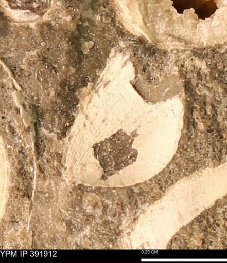 Protocardia sp.