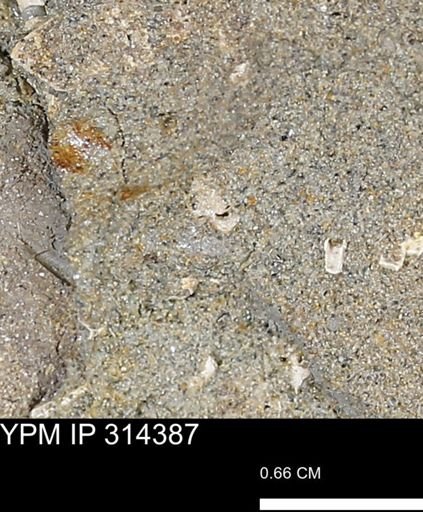 undet. Scaphopoda