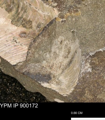 Hoploscaphites sp.