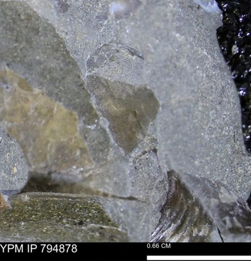 undet. Mollusca