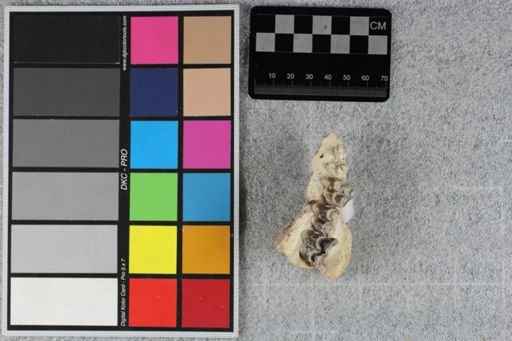 Merycoidodon culbertsoni