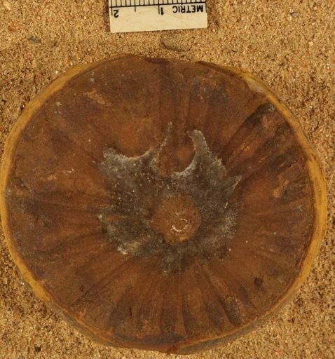 Annularia stellata