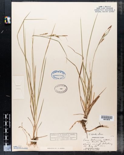 Carex woodii