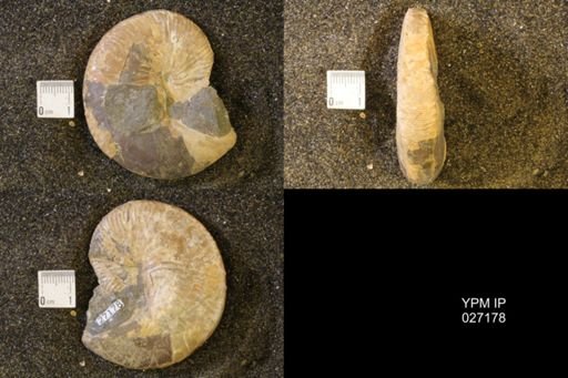 Hoploscaphites birkelundi
