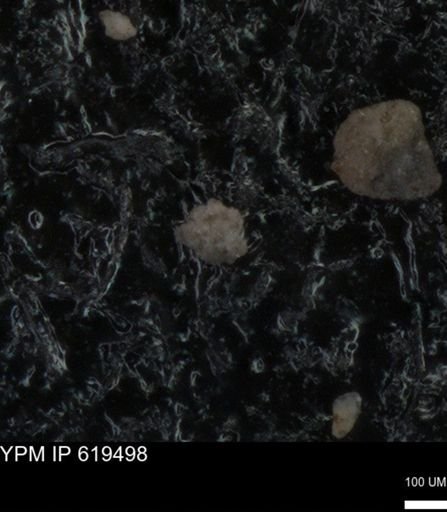 undet. Foraminiferida