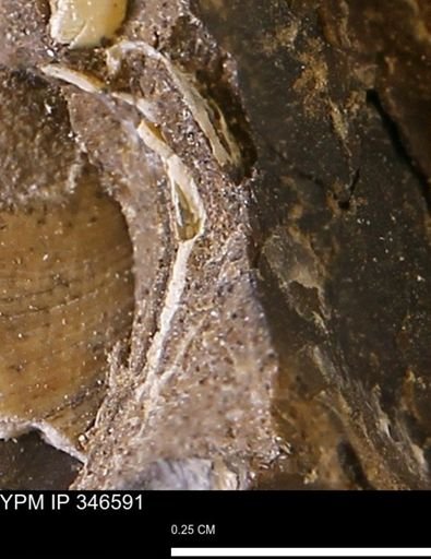 undet. Bivalvia