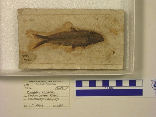 Knightia eocaena
