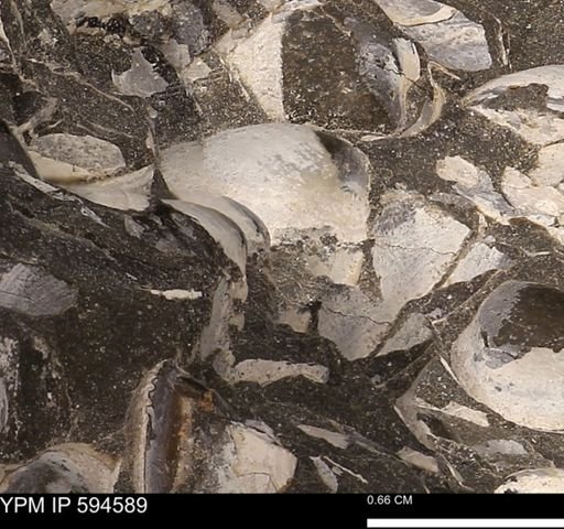 Protocardia sp.