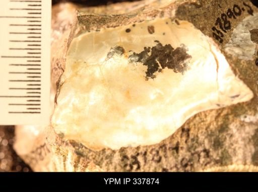 undet. Ammonoidea