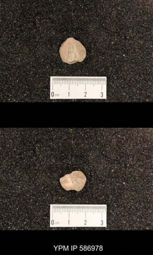 Rhynchotrema capax