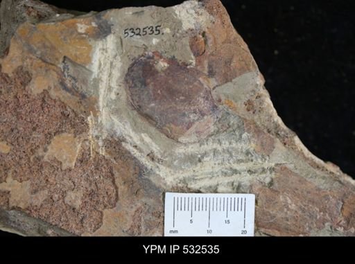 Chelicerata?