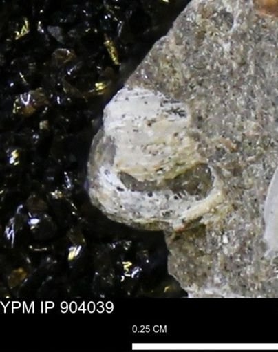 Corbulamella?