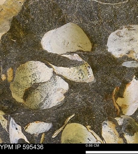 Protocardia sp.