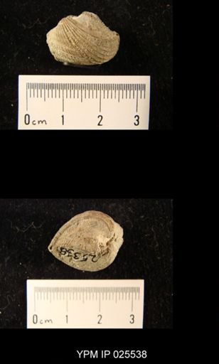 Ostrea falcata