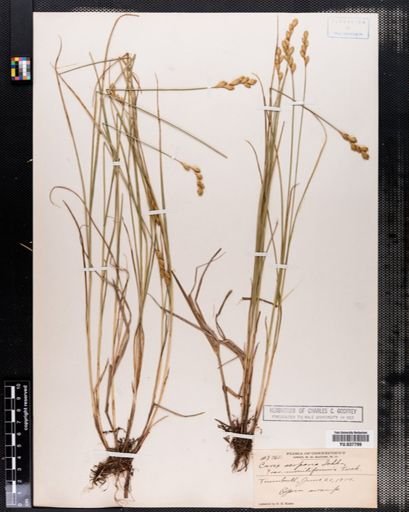 Carex scoparia