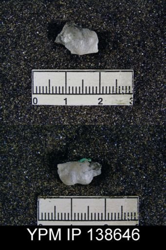 Marginifera sp.
