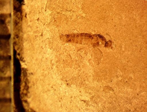 undet. Diptera