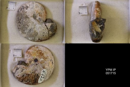 Hoploscaphites nicolletii