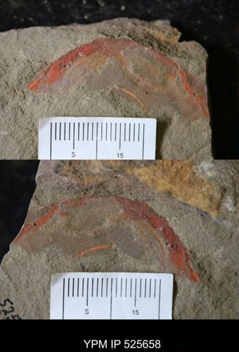 undet. Arthropoda