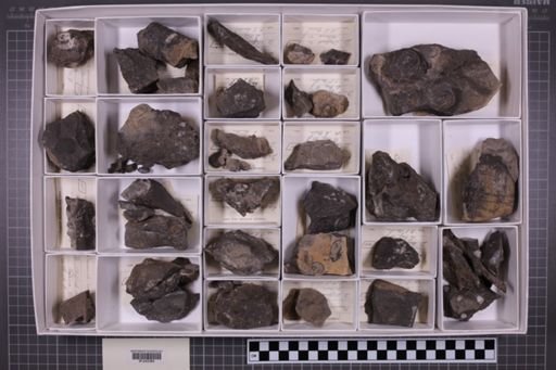 mixed taxa, stratigraphic collection