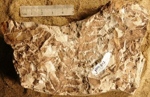 Cladophlebis