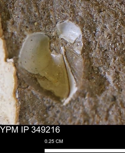 undet. Bivalvia