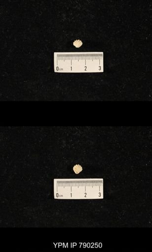 Hustedia huecoensis