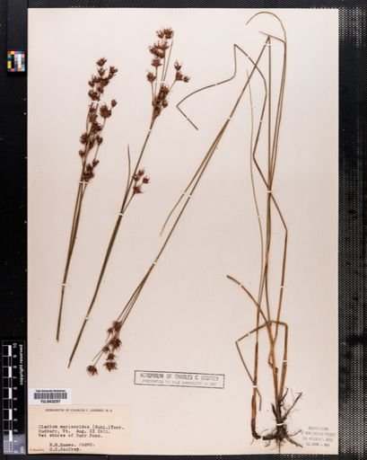 Cladium mariscoides