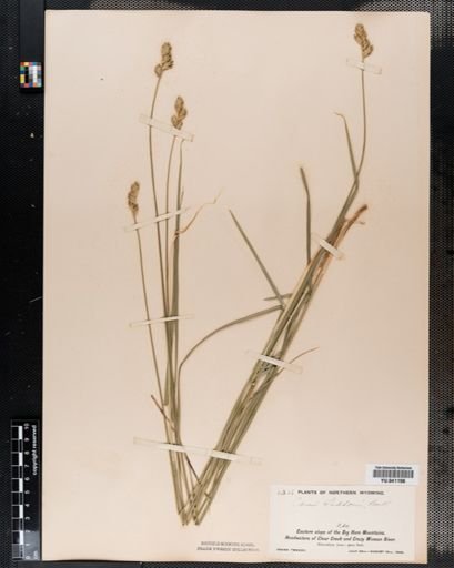 Carex
