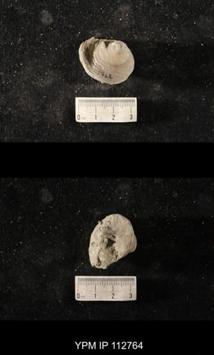 Cyclonema inflatum