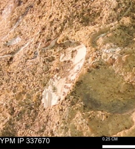 undet. Mollusca