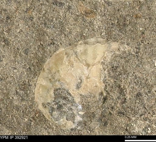 Scaphites sp.