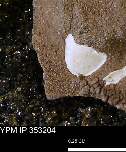undet. Mollusca
