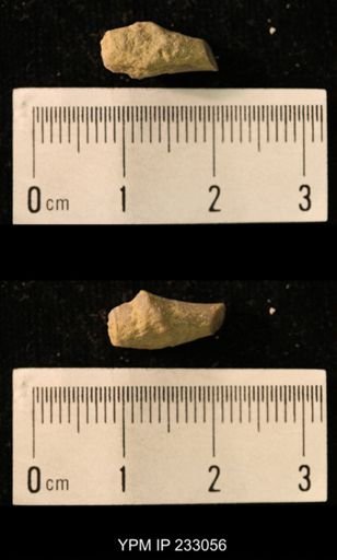Archaeocidaris sp.
