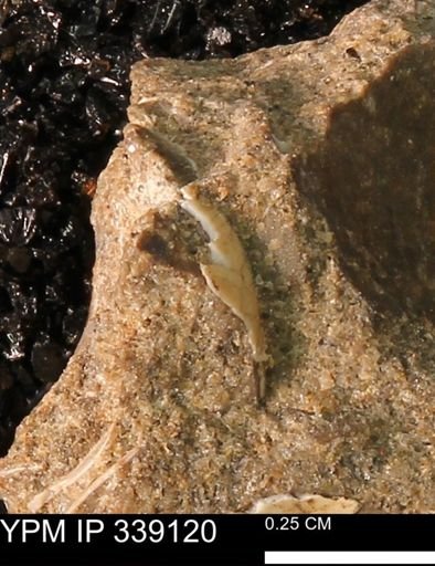 undet. Bivalvia