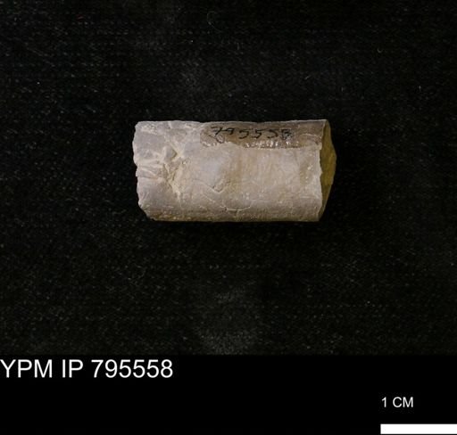 Baculites sp.